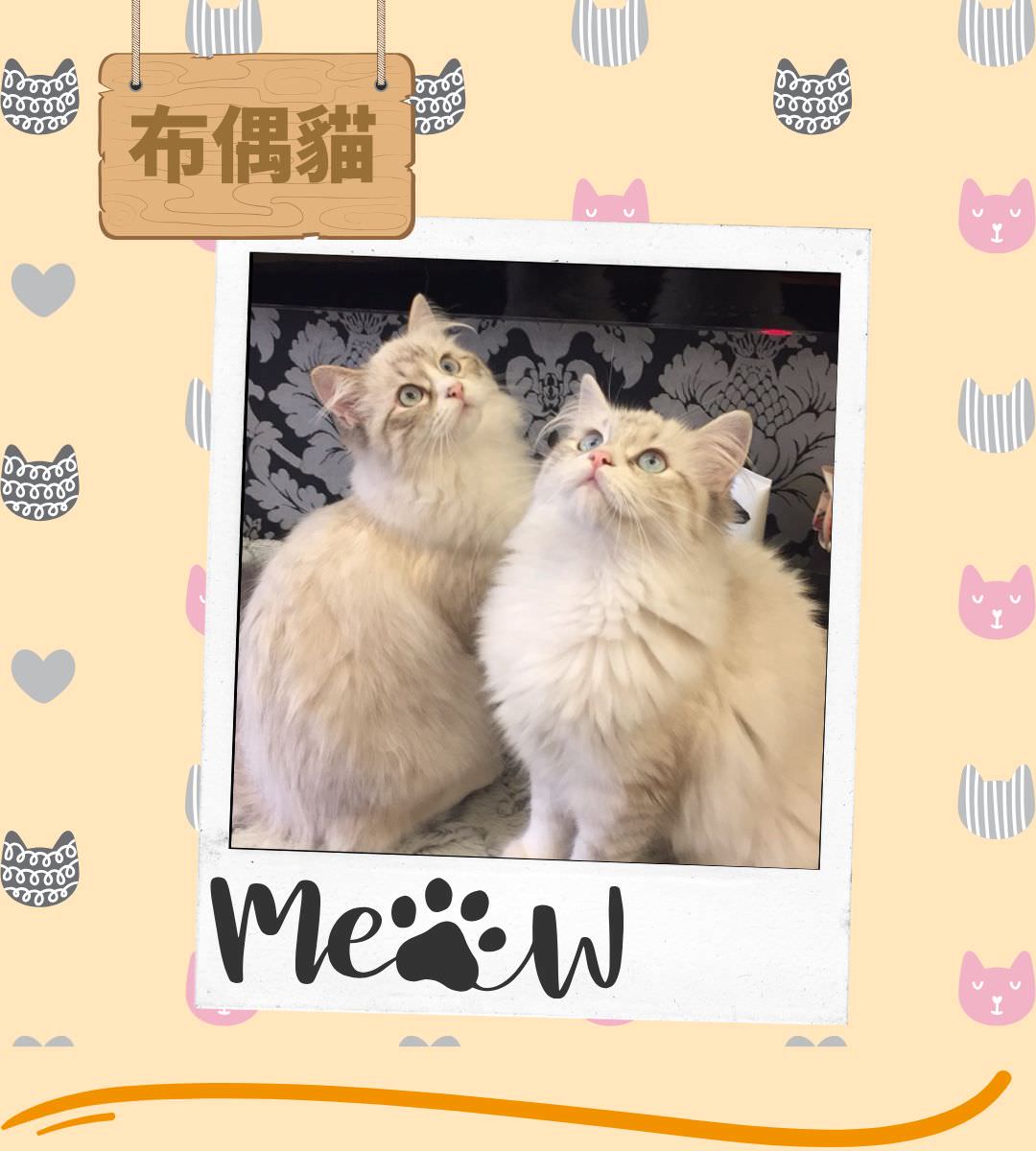 維多利亞貓舍