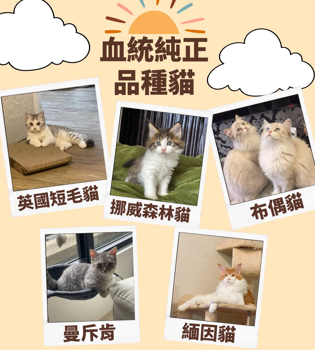維多利亞貓舍